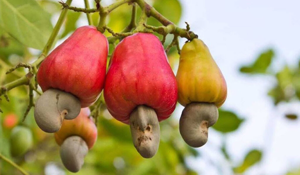 fruit de pomme de cajou