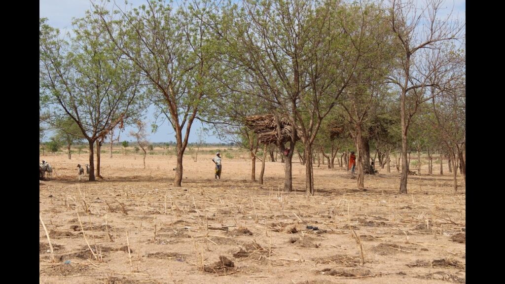 la grave sécheresse dans les régions septentrionales du Cameroun: une crise climatique